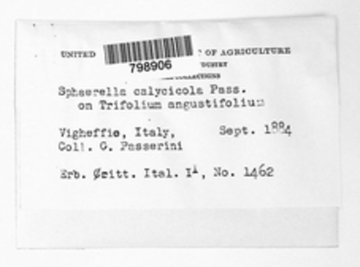 Sphaerella calycicola image